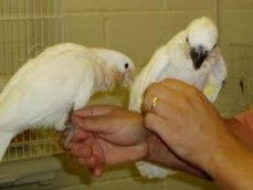 Umbrella cockatoo parrots for sale, with