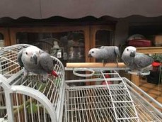 A Pair of Talking African Grey Parrots.
