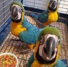 Fantastic Blue and gold macaws