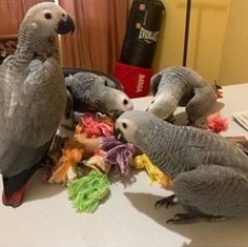 African grey parrots on sale now.