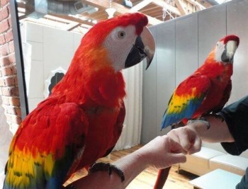 Super Tamed DNA Scarlet Macaw Parrots