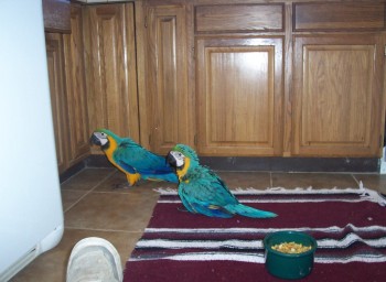 Lovely Blue and Gold Macaw Parrots