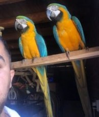 Two beautiful Blue & Gold Macaws Parrots
