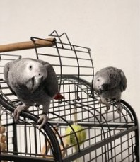 Beautiful baby African Greys for sale