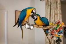 Pair Of Blue & Gold Macaw For Sale