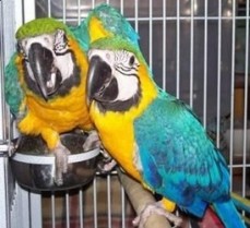 pair of blue & gold macaw parrots