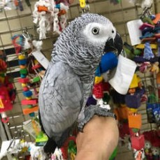 Two African Grey Parrots For Sale