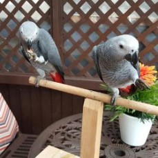 Laugh and Talk African Grey Parrots