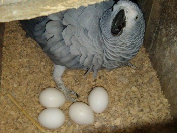 Healthy Parrots,Ostrich and fertile eggs