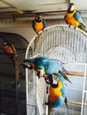 Blue Gold Macaws parrots