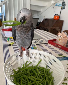  Super silly tame African grey 