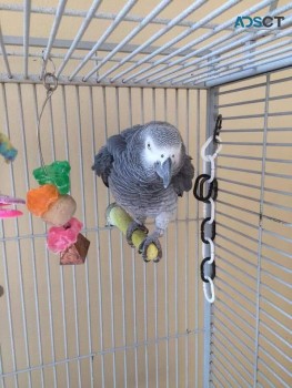 Tame family African Grey 