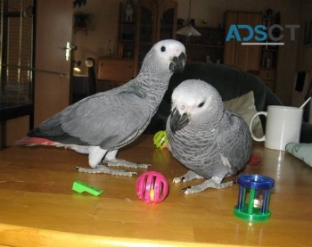 AFRICAN GREY Parrots for Sale NOw