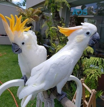 Cockatoo Parrots For Sale 