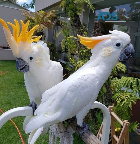 Cockatoo Parrots For Sale 