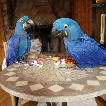 Hand raise hyacinth macaw parrots availa