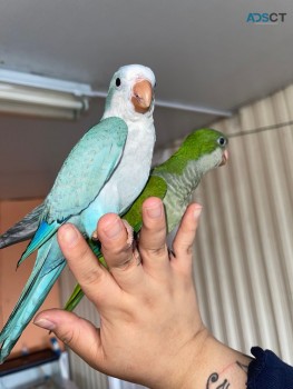 Quaker Parrots