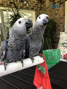Talking African grey parrot