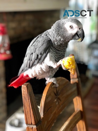 Perefect AKC African grey parrots for ad