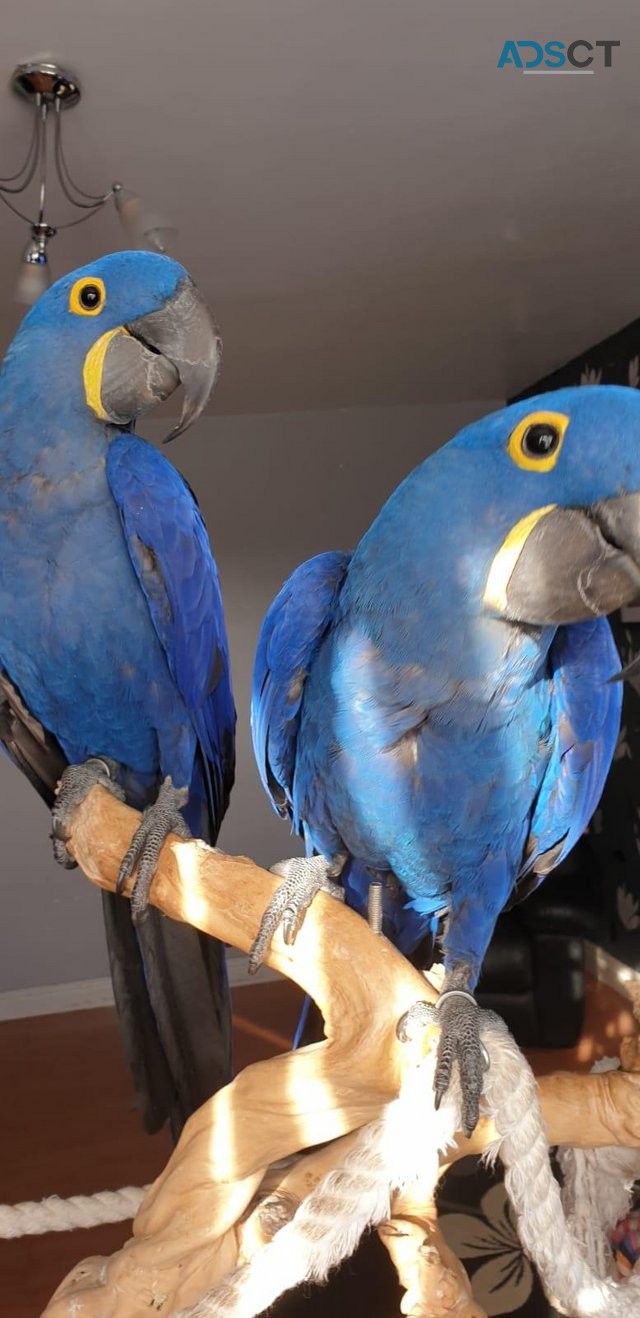 Young Supertame Hyacinth Macaw