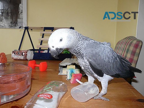 Visit website: greyafricanparrot.com