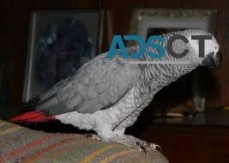 Visit website: greyafricanparrot.com