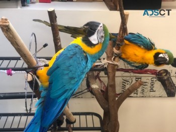 Beautiful Blue And Gold Macaw for  Sale
