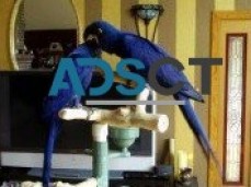 8 Months Old Hyacinth Macaw Parrots