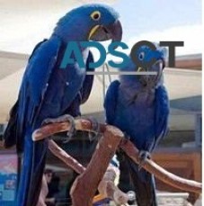 Pair Of Talking Hyacinth Macaw Parrots