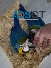 Tamed Blue And Gold Macaw Parrots