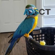 UgoThe Blue and Gold Macaw available
