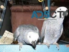 Cute Talking African Grey Parrots 