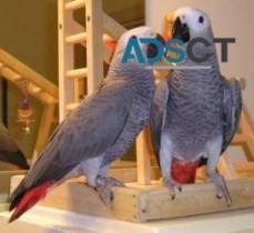 intelligent african grey parrots