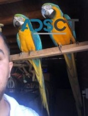 Blue & Gold Macaws Available