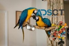 Pair Of Blue & Gold Macaw Parrots