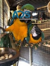 Proven Blue And Gold Macaws Parrots