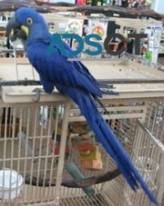 Hyacinth Macaw Parrots For sale