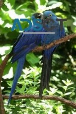 Adorable hyacinth macaw parrots