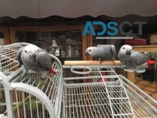 Pair of Talking African Grey Parrots 