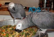 Congo african grey parrots for sale