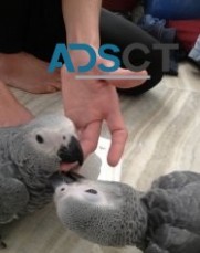  hand raised African grey parrots