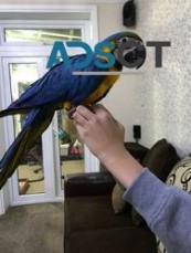 Beautiful macaw parrots For Sale