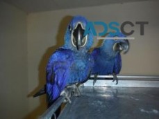 6 Months Old Hyacinth Macaw Parrots
