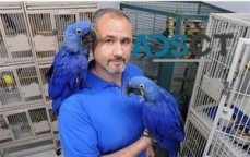 Pair of Hyacinth Macaw Parrots