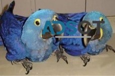 Hyacinth macaw parrots for Sale
