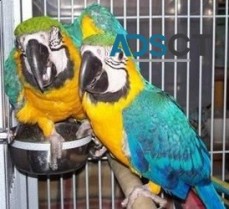 Proven pair blue and gold macaw parrots