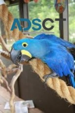 male & female Hyacinth Macaw Parrots
