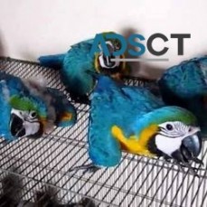 Cute and Lovely Macaw Parrots For Sale
