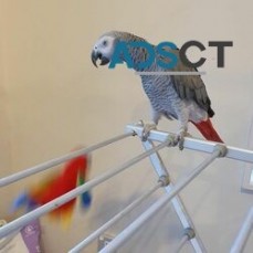 Well Tamed African Grey Parrots for sale