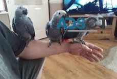 hand reared babies African Grey parrots